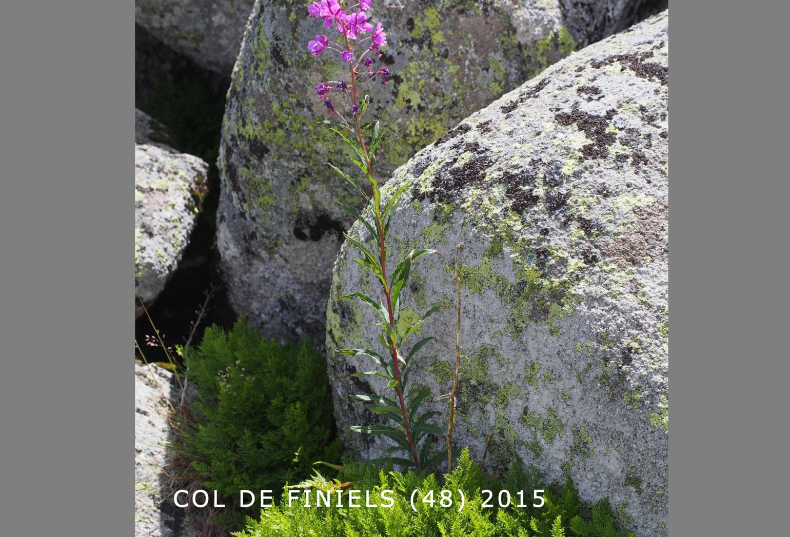 Willow-herb, Rosebay